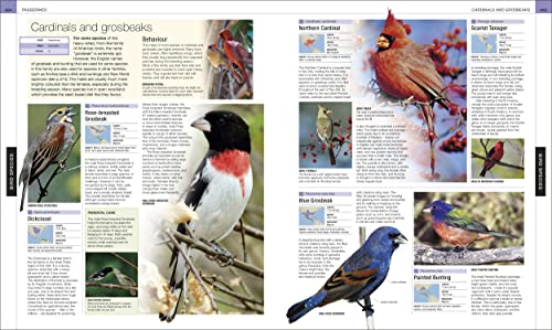 Bird: The Definitive Visual Guide - Retail Maharaj