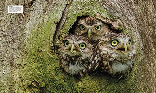 Bird: The Definitive Visual Guide - Retail Maharaj