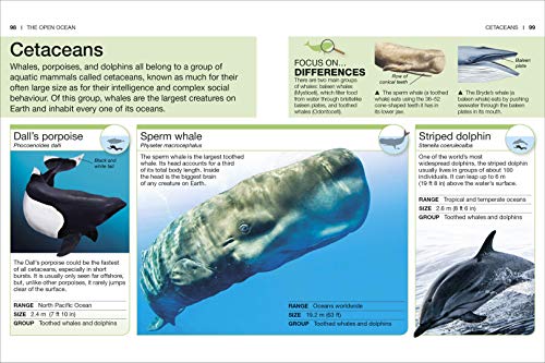 Ocean: Facts at Your Fingertips (Pocket Eyewitness) - Retail Maharaj