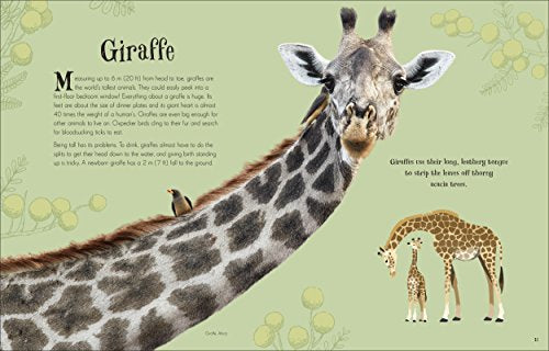An Anthology of Intriguing Animals - Retail Maharaj