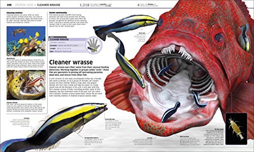 Knowledge Encyclopedia: Ocean! Our Watery World As You've Never Seen It Before - Retail Maharaj