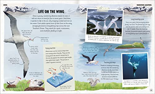 Amazing Animal Journeys: The Most Incredible Migrations in the Natural World - Retail Maharaj