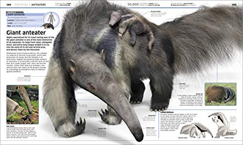 Knowledge Encyclopedia Animal!: The Animal Kingdom as you've Never Seen it Before - Retail Maharaj