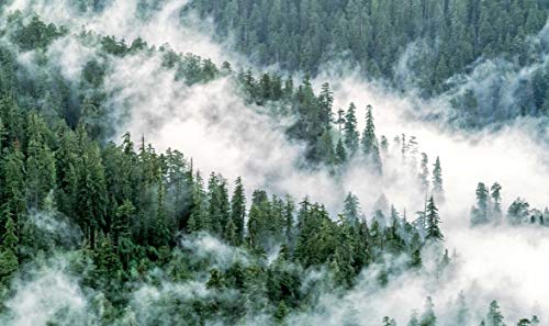 Trees: Between Earth and Heaven - Retail Maharaj