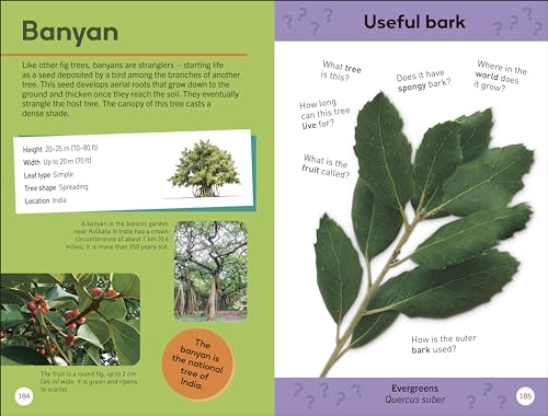 Quiz Yourself Clever! Trees of the World - Retail Maharaj