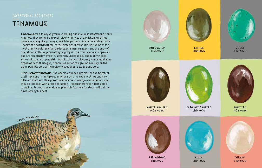 Nests, Eggs, Birds: An Illustrated Aviary - Retail Maharaj