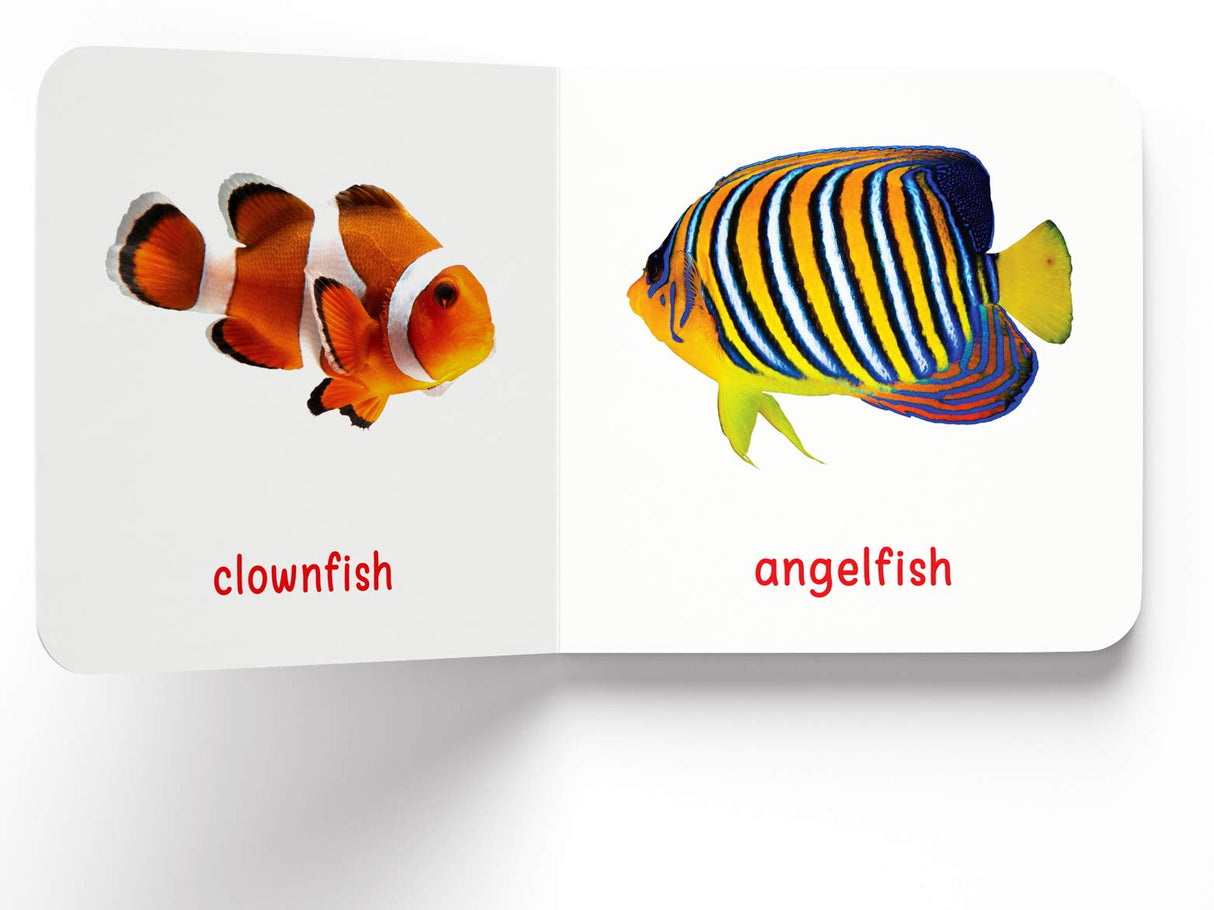 My First Book of Sea Animals | First Ocean Animal Board Book for Babies, Toddlers & Preschoolers | Learn About Fish, Dolphins, Whales & More with Bright Pictures | Early Learning Book for Kids Ages 0-3 Years - Retail Maharaj