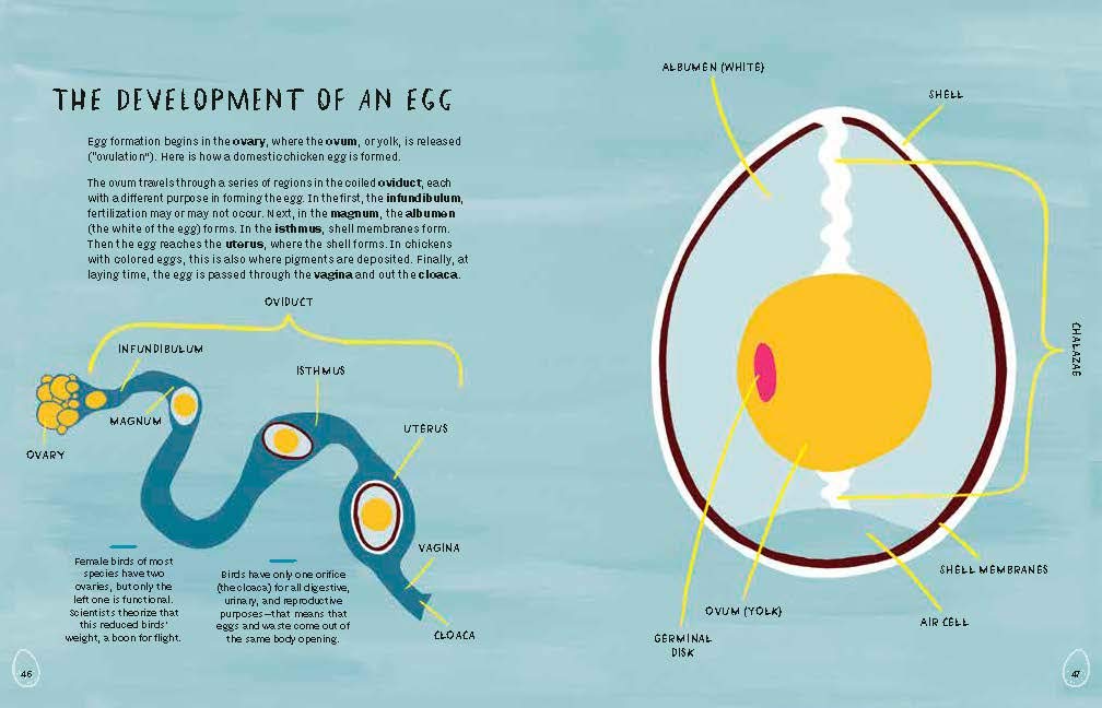 Nests, Eggs, Birds: An Illustrated Aviary - Retail Maharaj