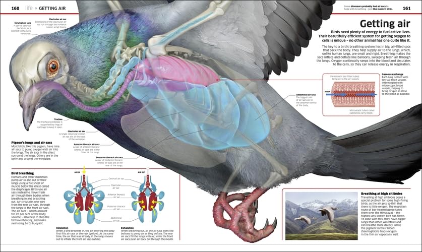 Knowledge Encyclopedia: Science!: Science As You've Never Seen It Before - Retail Maharaj