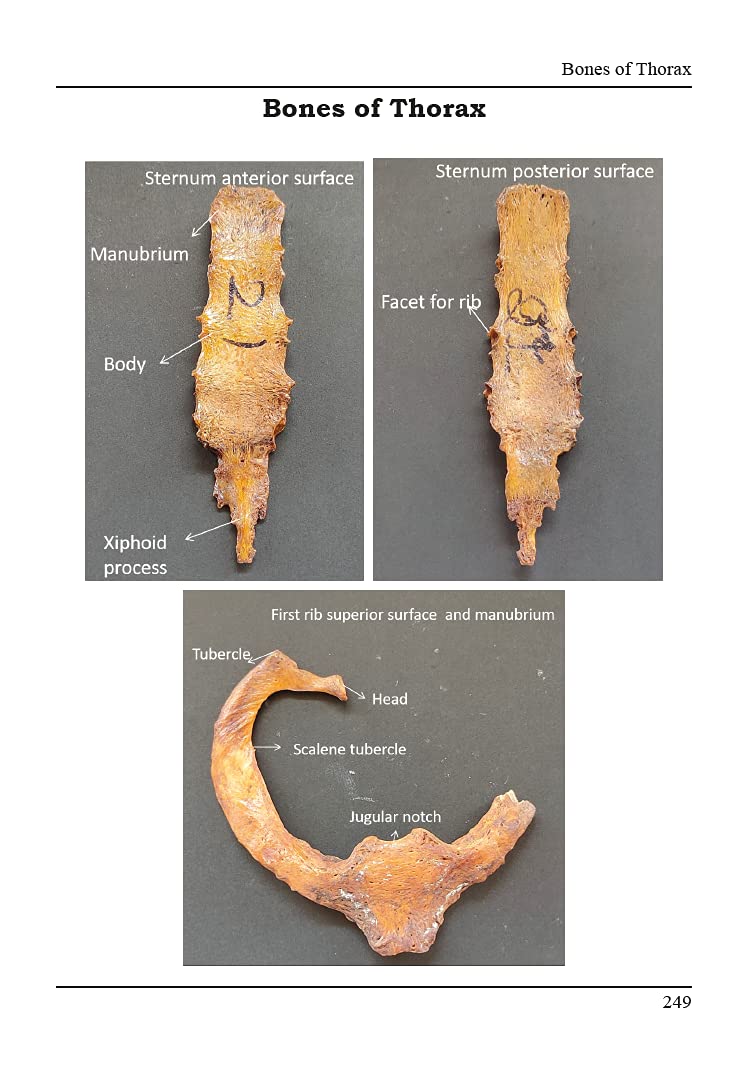 Human Anatomy Volume - I Competency Based - Retail Maharaj