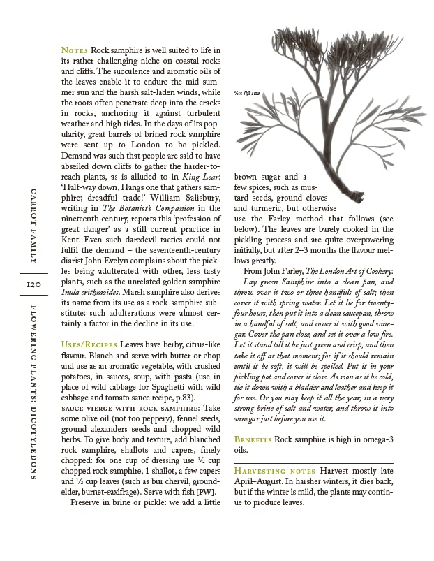 The Forager Handbook: A Guide to the Edible Plants of Britain - Retail Maharaj