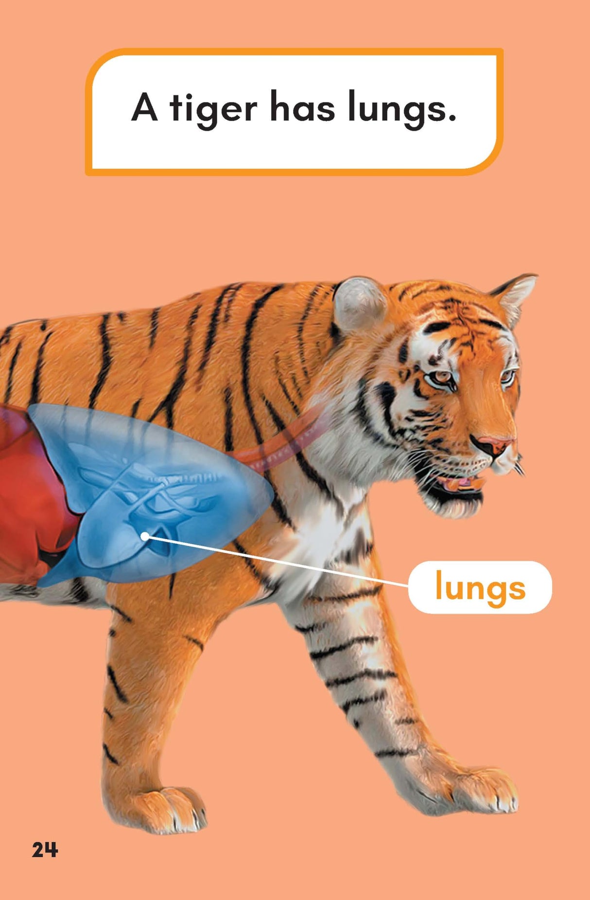 What Would You Rather Be? A Tiger Or A Tiger Shark? - Retail Maharaj