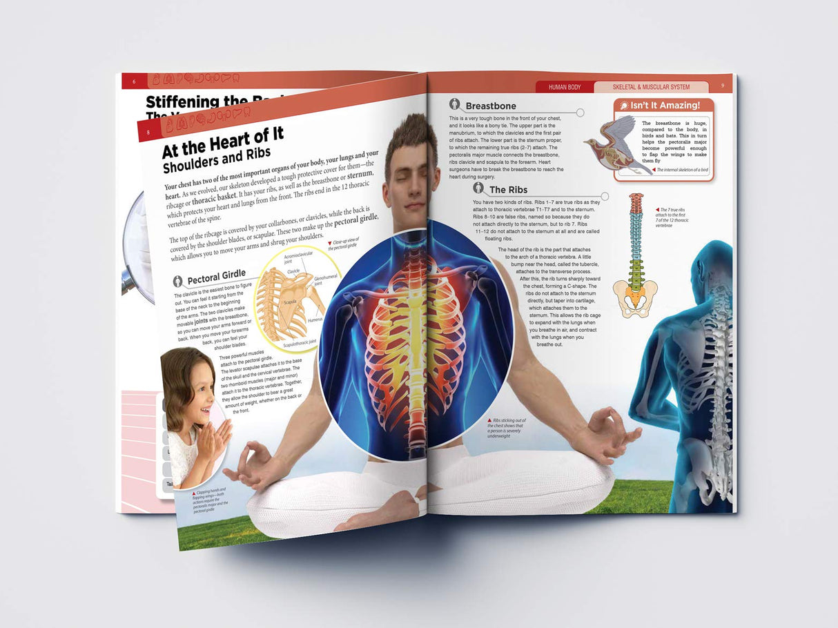 Human Body - Skeletal And Muscular System: Knowledge Encyclopedia For Children - Retail Maharaj