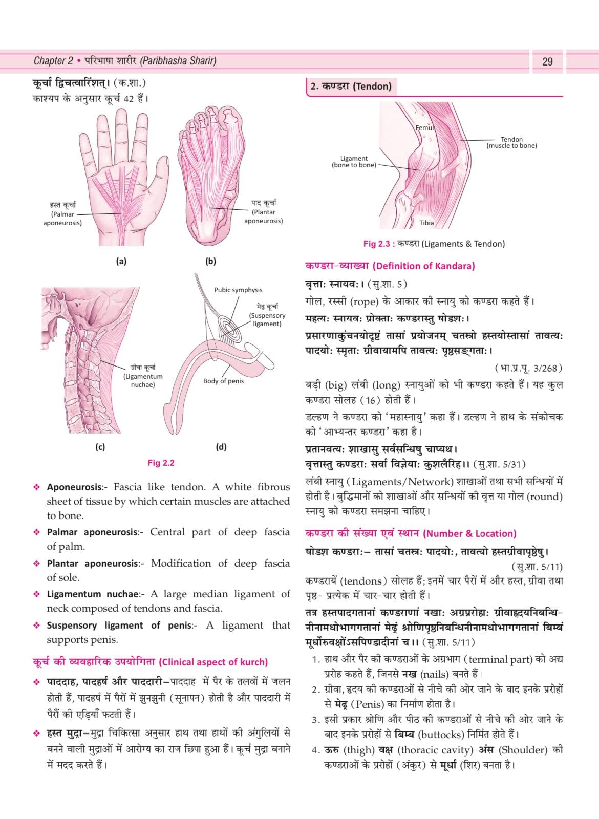 Illustrated Textbook of Rachna Sharir (Vol-1) (सचित्र रचना शारीर) Modern and Ayurveda anatomy with Clinical & Applied aspects based on new NCISM curriculum for BAMS 1st Professional - Retail Maharaj