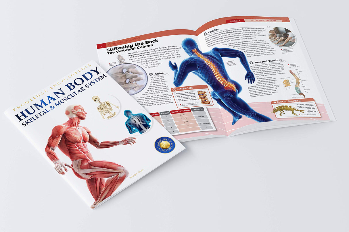 Human Body - Skeletal And Muscular System: Knowledge Encyclopedia For Children - Retail Maharaj