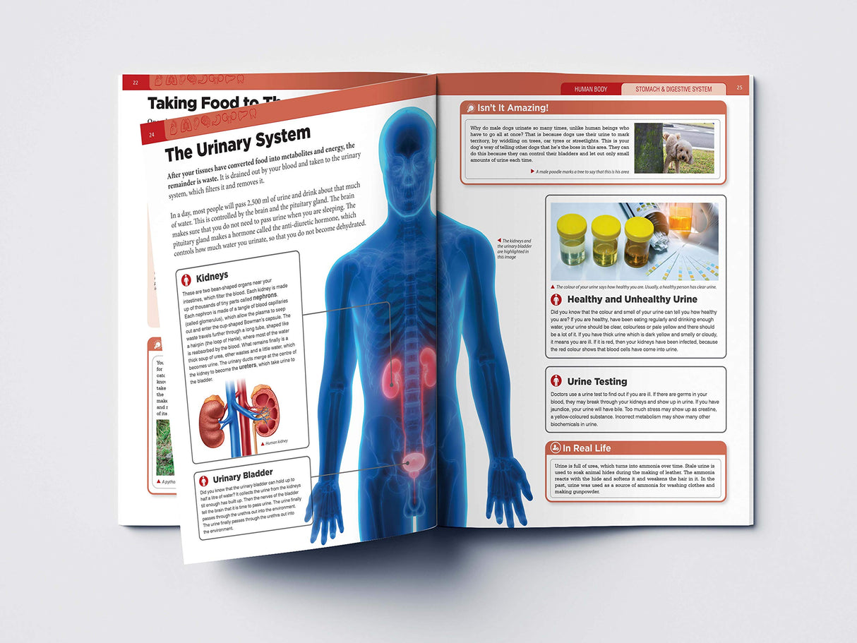 Human Body - Stomach And Digestive System: Knowledge Encyclopedia For Children - Retail Maharaj