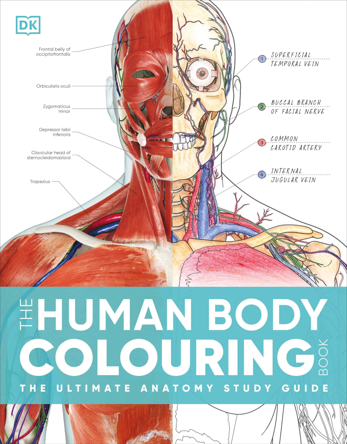 The Human Body Colouring Book: The Ultimate Anatomy Study Guide (DK Human Body Guides) - Retail Maharaj