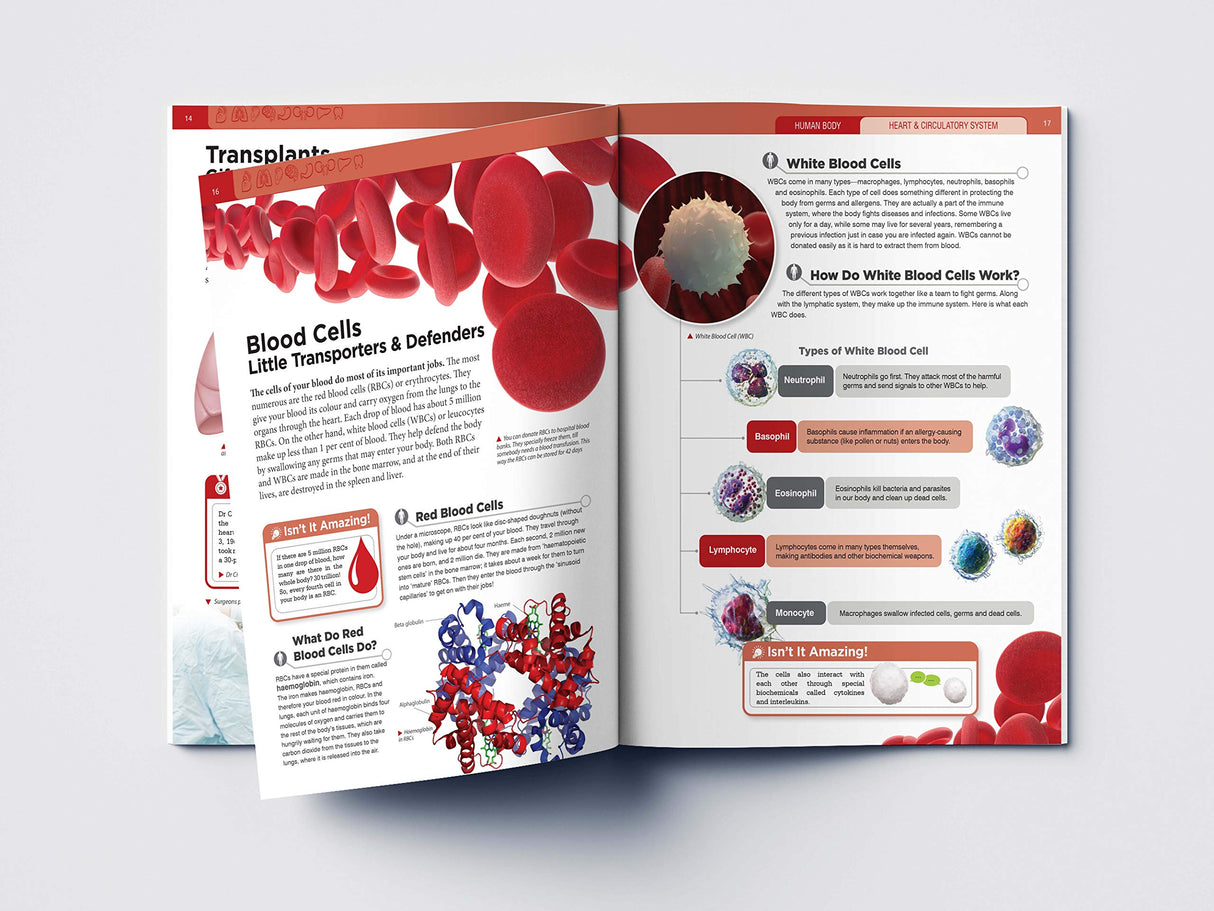 Human Body - Heart And Circulatory System: Knowledge Encyclopedia For Children - Retail Maharaj