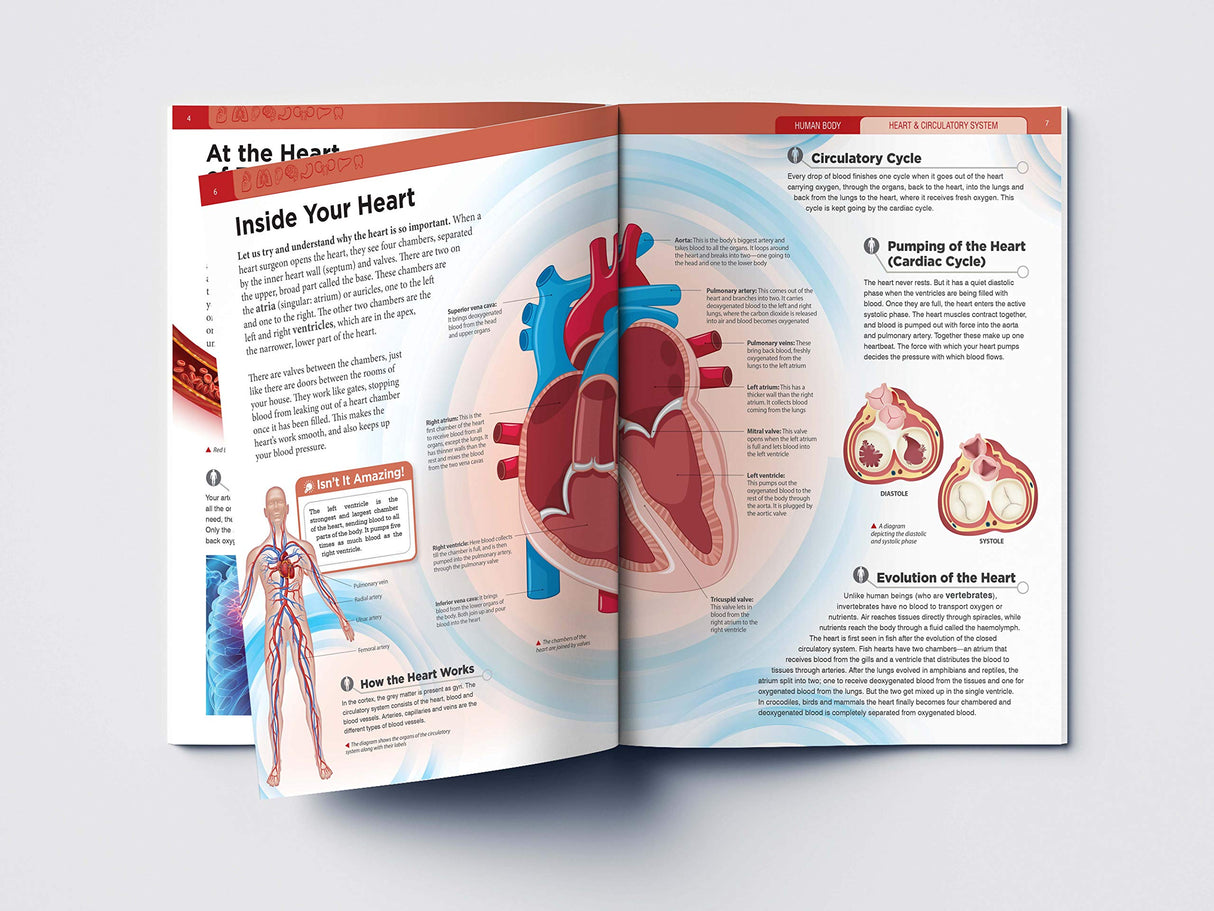 Human Body - Heart And Circulatory System: Knowledge Encyclopedia For Children - Retail Maharaj