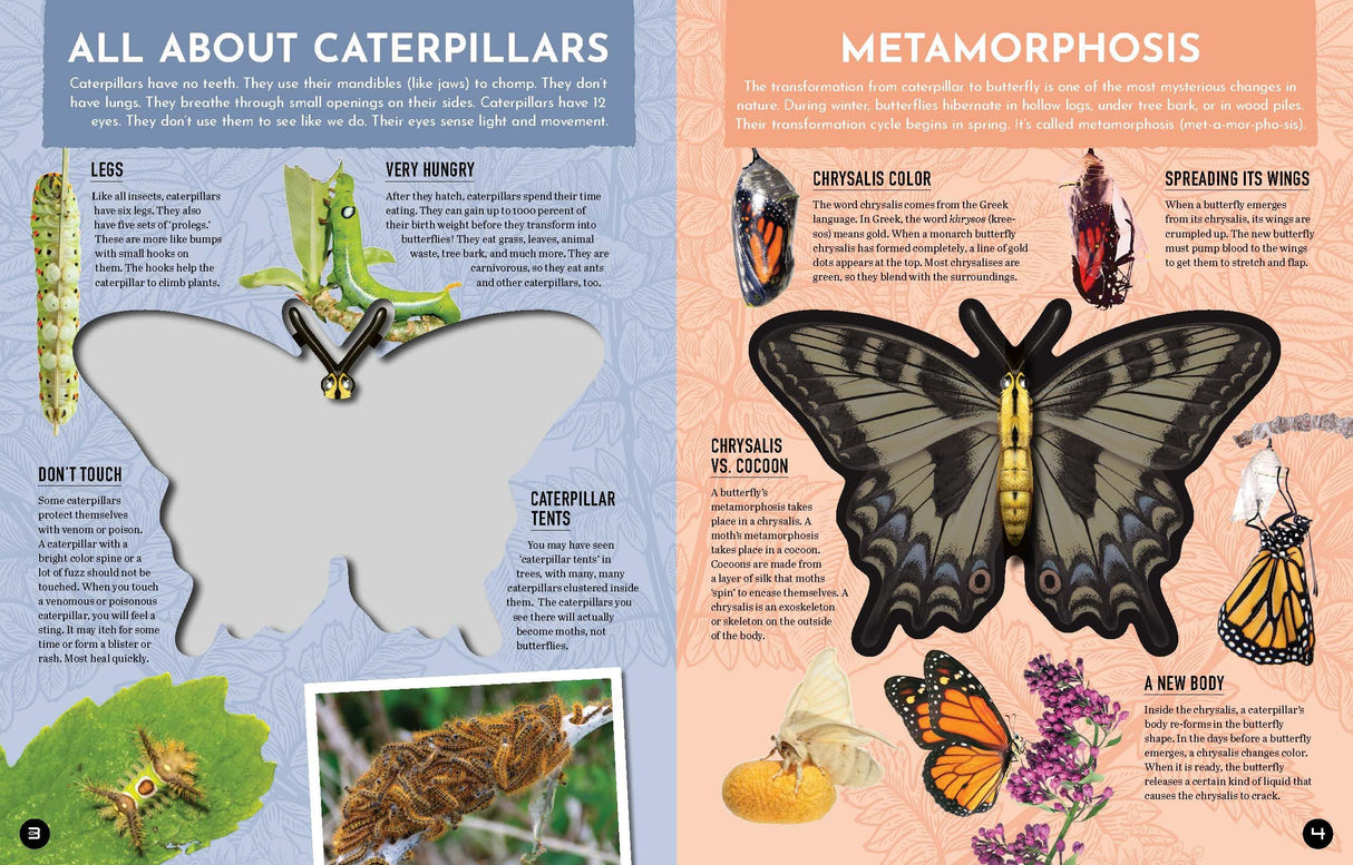 Inside Out Butterfly: Discover Nature'S Most Amazing Transfo - Retail Maharaj