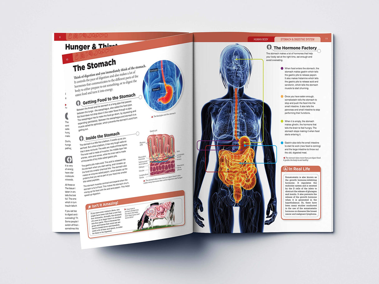 Human Body - Stomach And Digestive System: Knowledge Encyclopedia For Children - Retail Maharaj