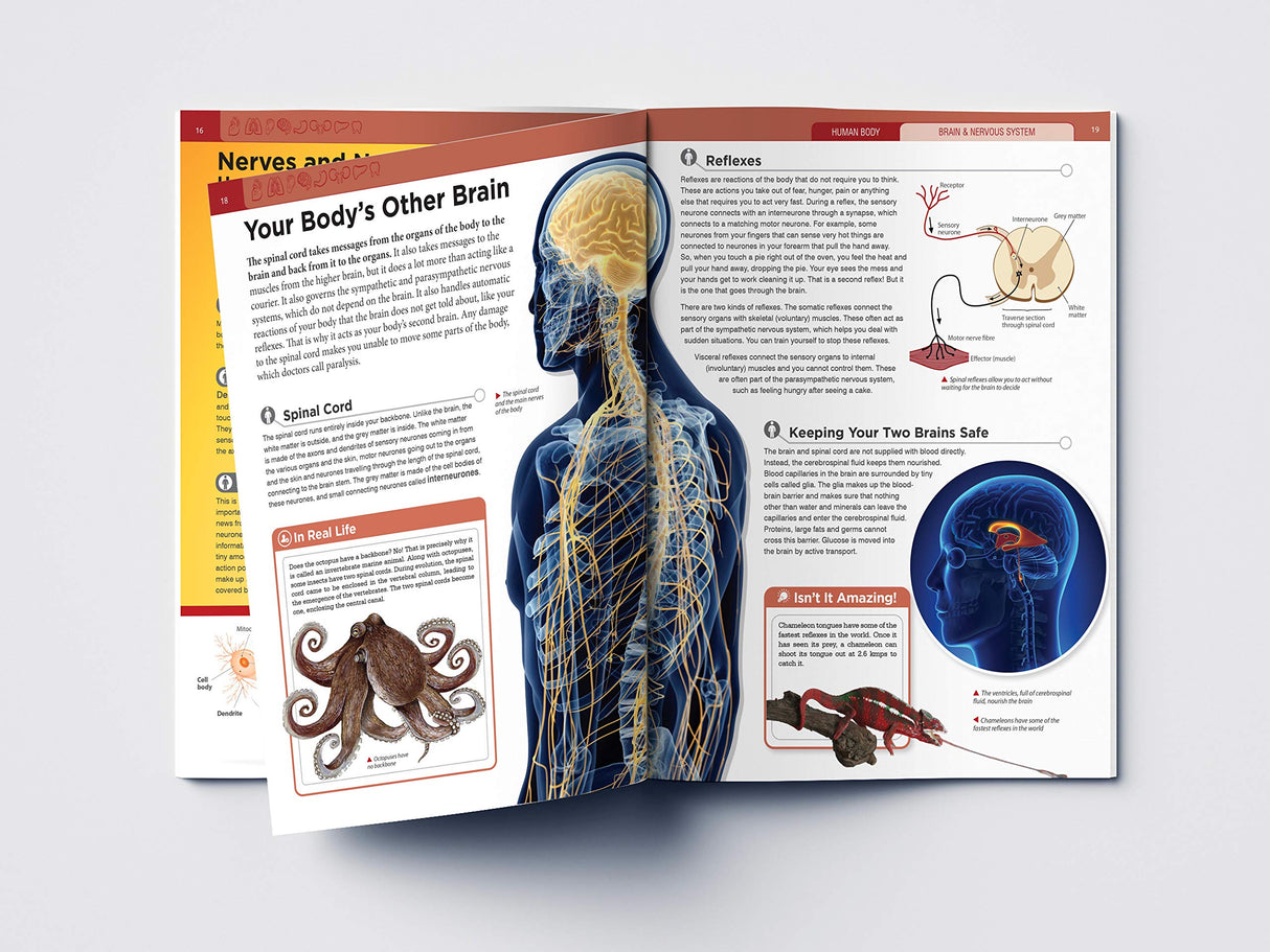 Human Body - Brain And Nervous System: Knowledge Encyclopedia For Children - Retail Maharaj