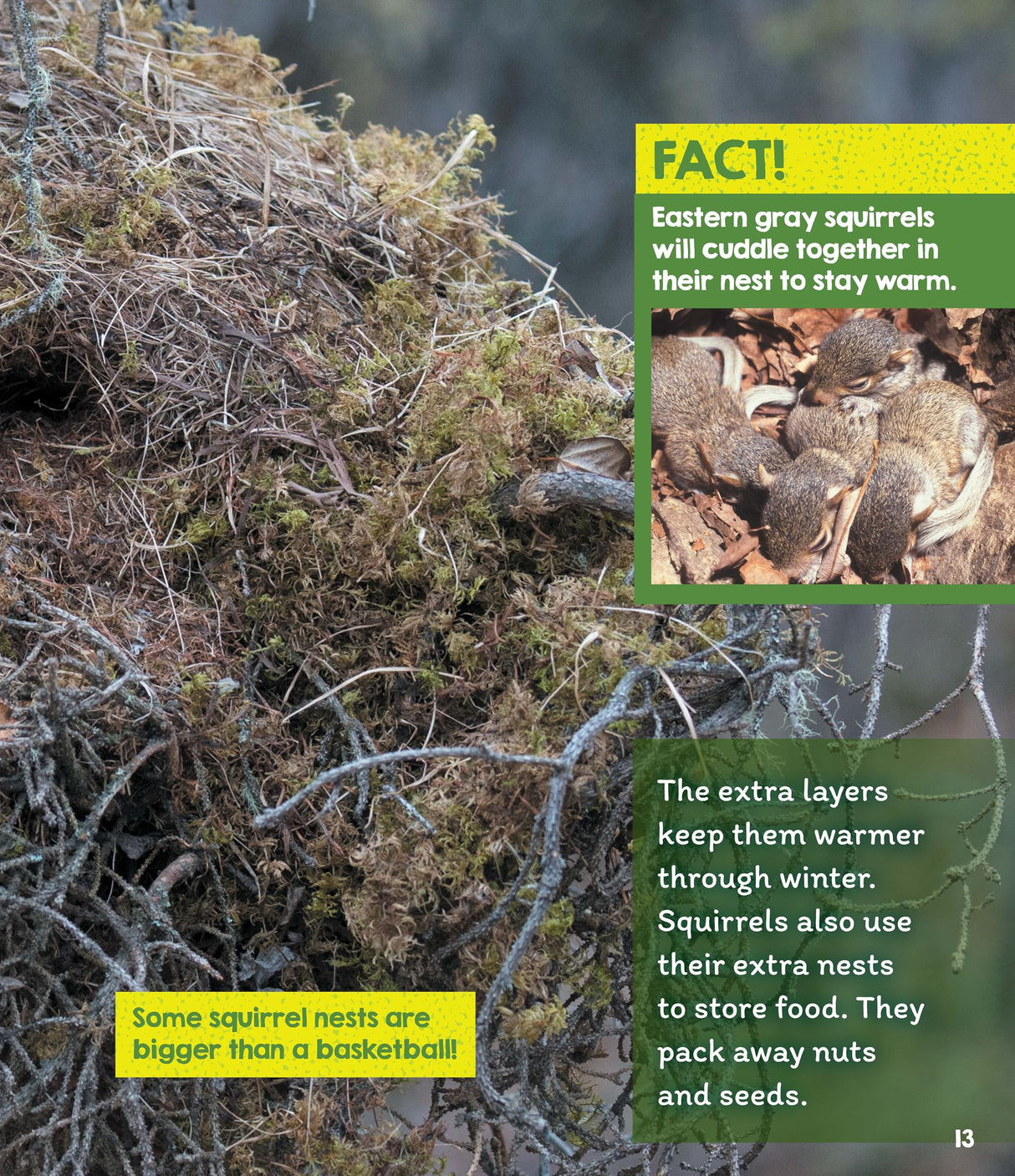 Learn About: Animal Homes: Nests - Retail Maharaj