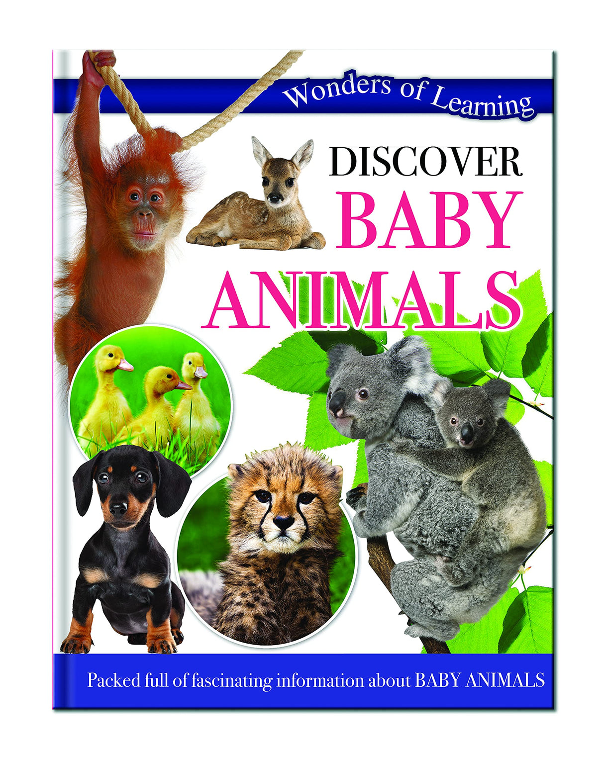BABY ANIMALS - Retail Maharaj