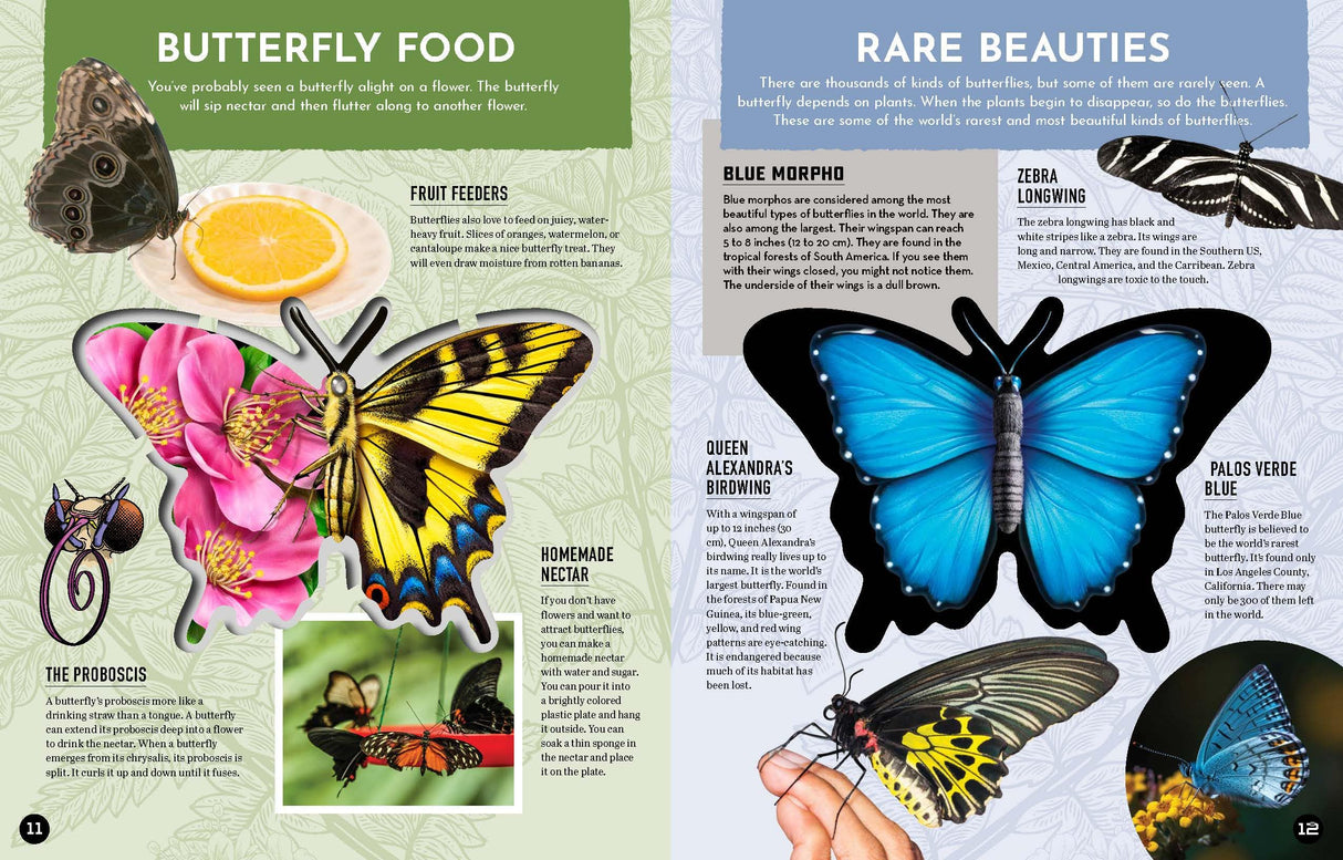 Inside Out Butterfly: Discover Nature'S Most Amazing Transfo - Retail Maharaj