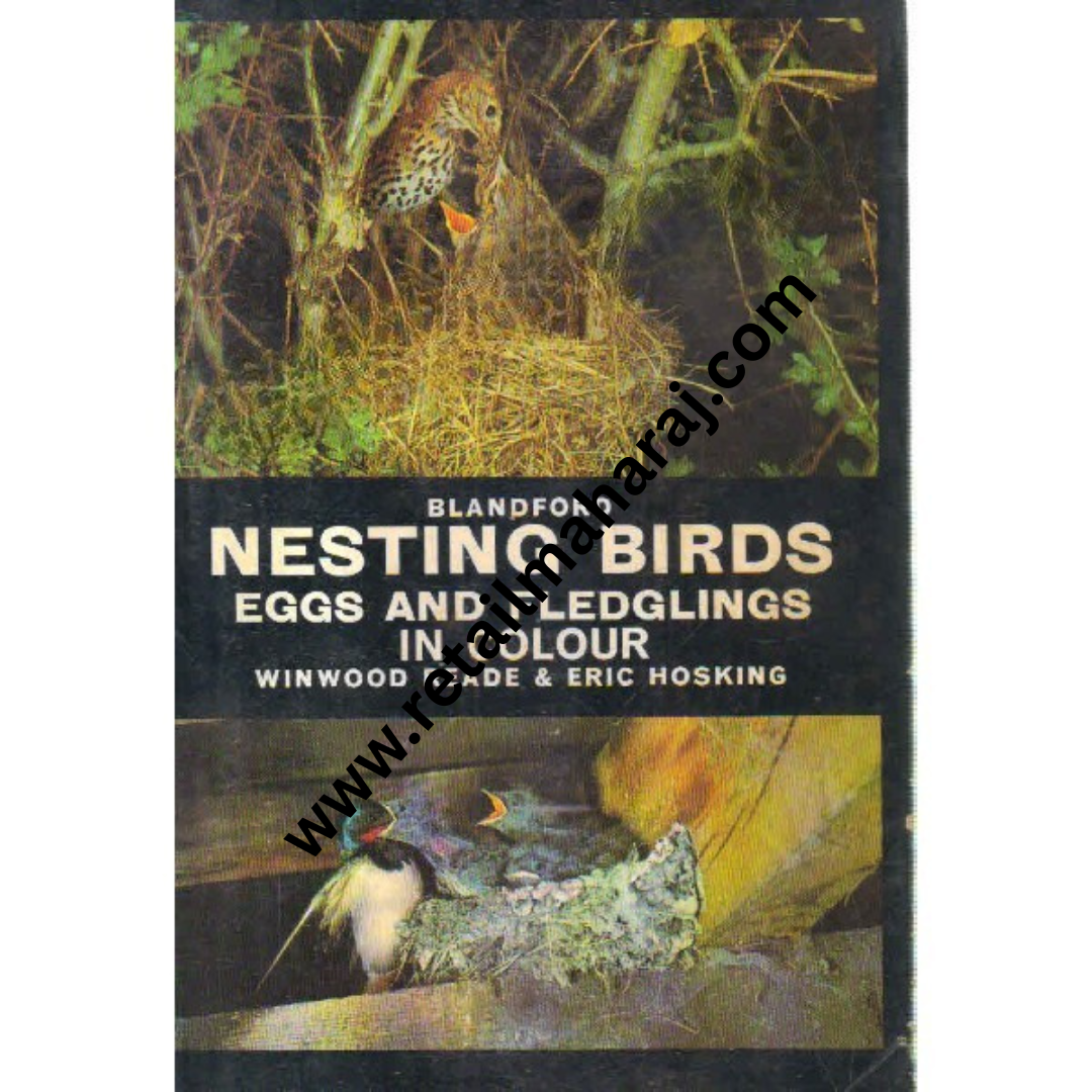 blandford nesting birds - Retail Maharaj