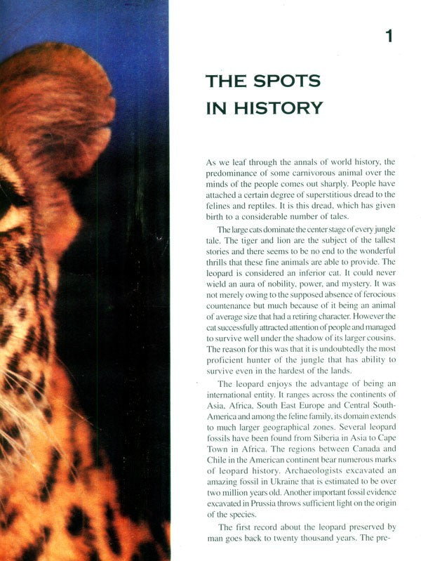 Leopards in the Backyard - Retail Maharaj