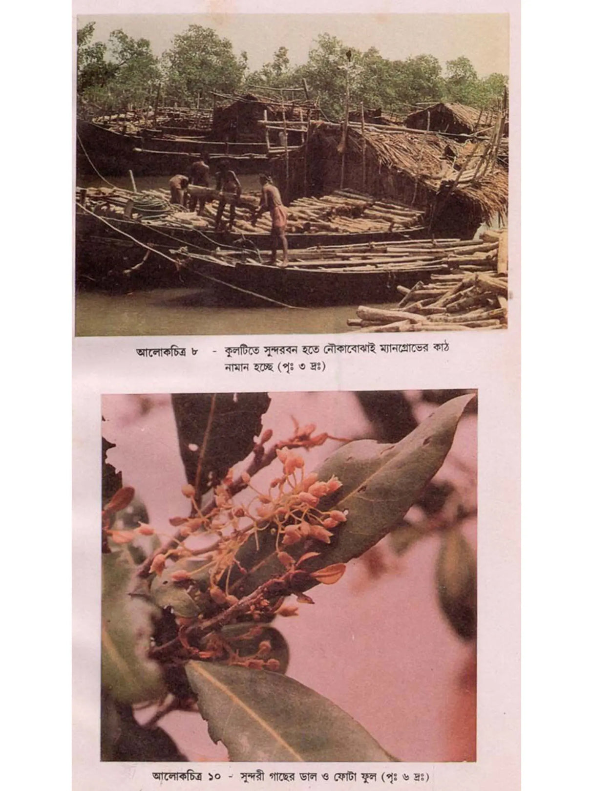 ভারতের সুন্দরবন ও ম্যানগ্রোভ উদ্ভিদ: Indian Sundarban and Mangrove Plant (Bengali)