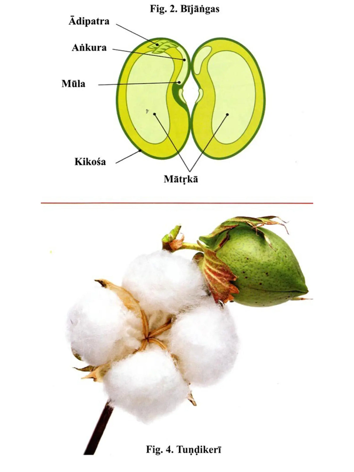 Primer of Ancient Indian Botany