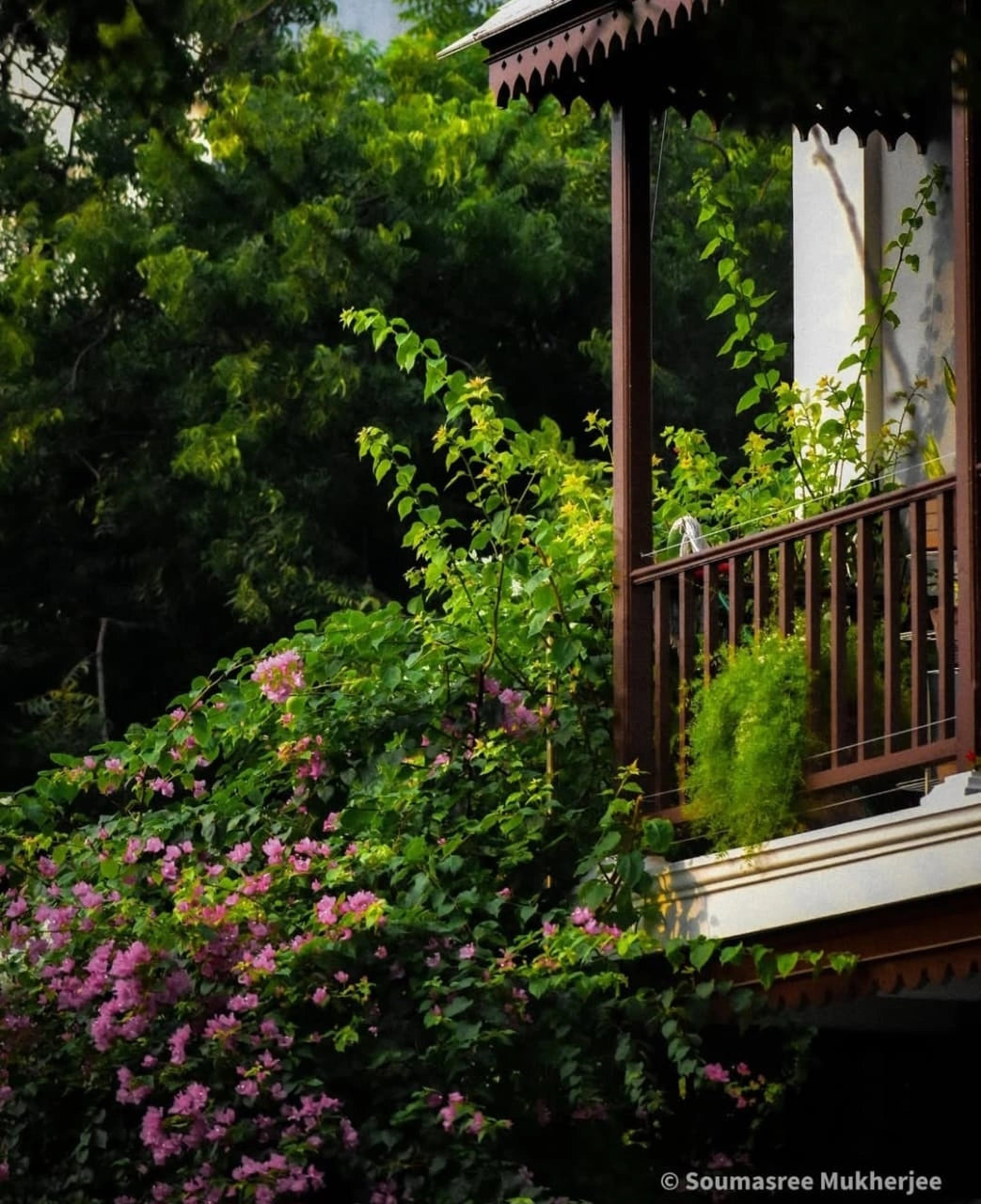 Veranda in Bloom: Colonial Charm Meets Nature's Elegance - Retail Maharaj