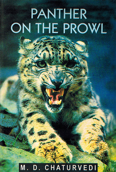PANTHER ON THE PROWL - Retail Maharaj
