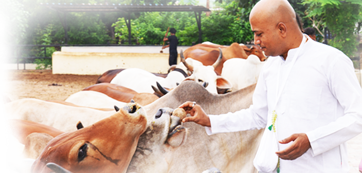 Gau Seva Divya Karma Offering to Lord Krishna - Retail Maharaj