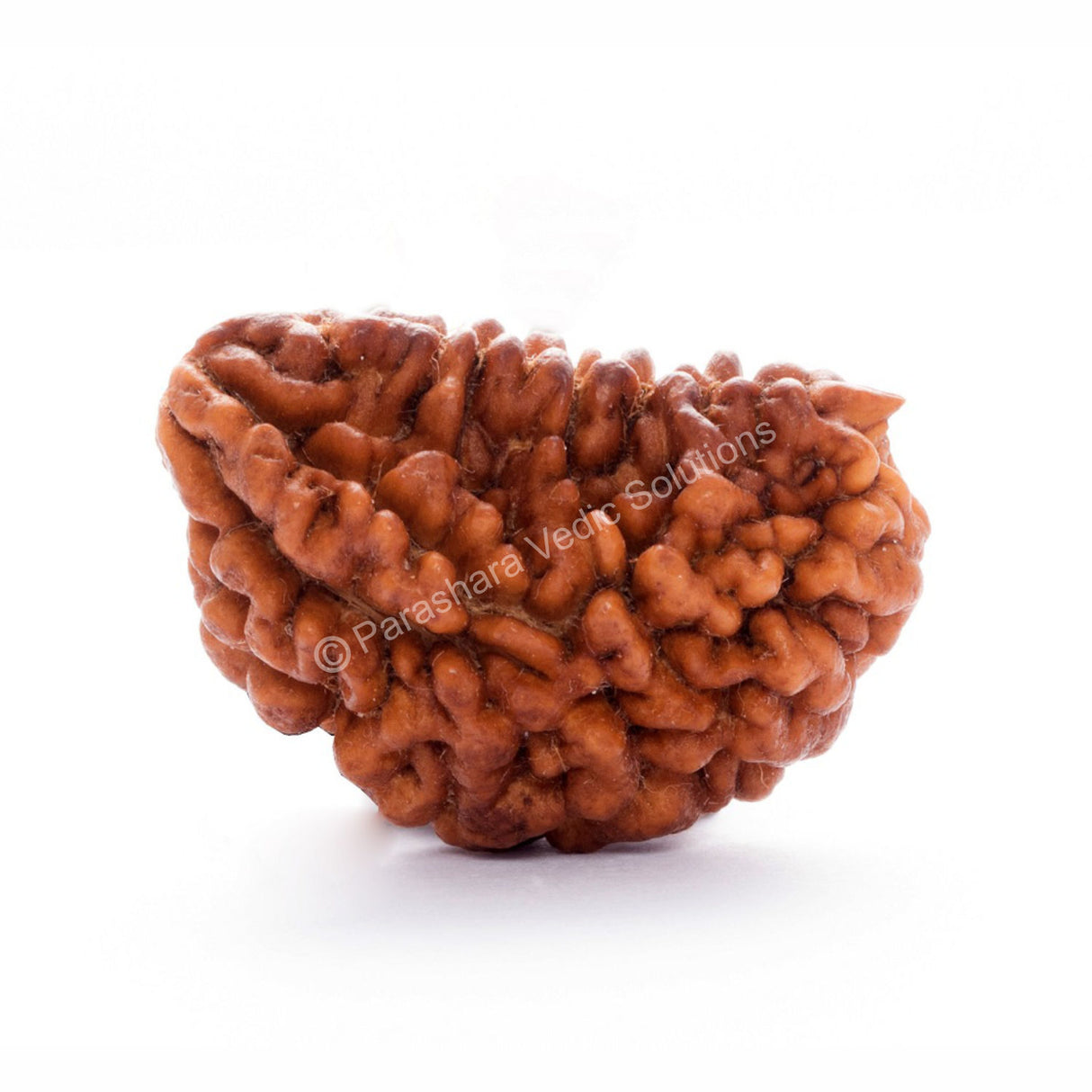 ARKAM One Mukhi Rudraksha Certified Kaju Dana/ Original 1 Mukhi Rudraksh Kaju Dana/ Natural 1 faced Half-moon Rudraksha (Brown) with Certificate and Puja Instructions - Retail Maharaj