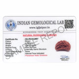 ARKAM One Mukhi Rudraksha Certified Kaju Dana/ Original 1 Mukhi Rudraksh Kaju Dana/ Natural 1 faced Half-moon Rudraksha (Brown) with Certificate and Puja Instructions - Retail Maharaj