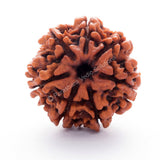 ARKAM Seven Mukhi Rudraksha Certified/ Original Nepali 7 Mukhi Rudraksh/ Natural 7 faced Rudraksha (Brown) with Certificate and Puja Instructions - Retail Maharaj