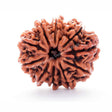 ARKAM Ten Mukhi Rudraksha Certified/ Original Nepali 10 Mukhi Rudraksh/ Natural 10 faced Rudraksha (Brown) with Certificate and Puja Instructions - Retail Maharaj