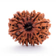 ARKAM Twelve Mukhi Rudraksha Certified/ Original Nepali 12 Mukhi Rudraksh/ Natural 12 faced Rudraksha (Brown) with Certificate and Puja Instructions - Retail Maharaj