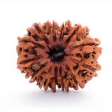 ARKAM Twelve Mukhi Rudraksha Certified/ Original Nepali 12 Mukhi Rudraksh/ Natural 12 faced Rudraksha (Brown) with Certificate and Puja Instructions - Retail Maharaj