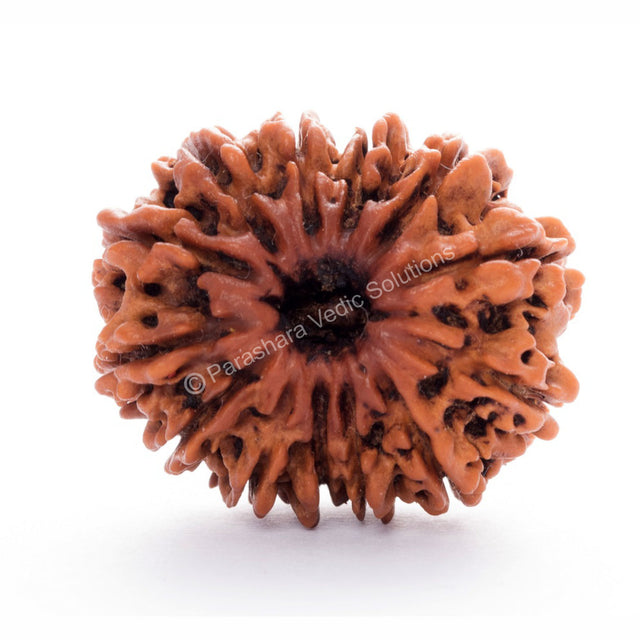 ARKAM Twelve Mukhi Rudraksha Certified/ Original Nepali 12 Mukhi Rudraksh/ Natural 12 faced Rudraksha (Brown) with Certificate and Puja Instructions - Retail Maharaj