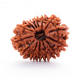 ARKAM Thirteen Mukhi Rudraksha Certified/ Original Nepali 13 Mukhi Rudraksh/ Natural 13 faced Rudraksha (Brown) with Certificate and Puja Instructions - Retail Maharaj