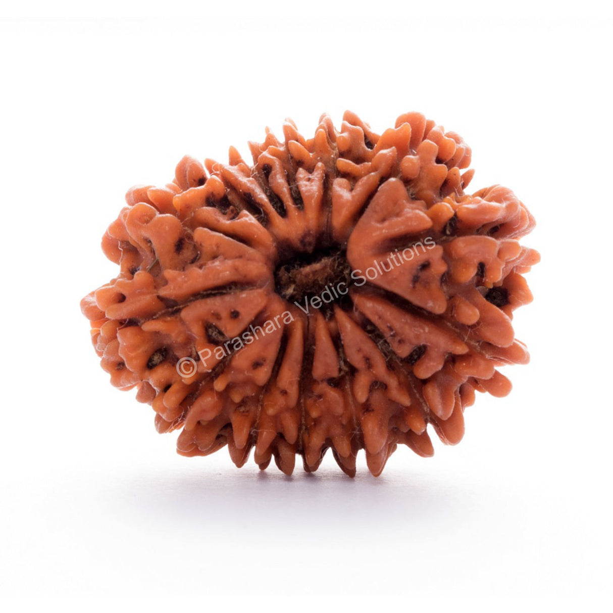 ARKAM Thirteen Mukhi Rudraksha Certified/ Original Nepali 13 Mukhi Rudraksh/ Natural 13 faced Rudraksha (Brown) with Certificate and Puja Instructions - Retail Maharaj