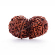 ARKAM Gauri Shankar Rudraksha Certified/ Original Nepali Gauri Shankar Rudraksh/ Natural Gauri Shankar Rudraksha (Brown) with Certificate and Puja Instructions - Retail Maharaj