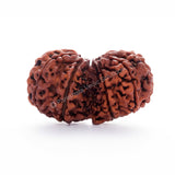 ARKAM Gauri Shankar Rudraksha Certified/ Original Nepali Gauri Shankar Rudraksh/ Natural Gauri Shankar Rudraksha (Brown) with Certificate and Puja Instructions - Retail Maharaj