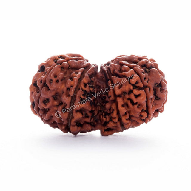 ARKAM Gauri Shankar Rudraksha Certified/ Original Nepali Gauri Shankar Rudraksh/ Natural Gauri Shankar Rudraksha (Brown) with Certificate and Puja Instructions - Retail Maharaj