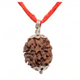 ARKAM Two Mukhi Oval Rudraksha Certified/ Original 2 Mukhi Rudraksh/ Natural 2 faced Rudraksha with Silver Pendant (Brown) with Certificate and Puja Instructions - Retail Maharaj