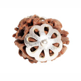 ARKAM Two Mukhi Oval Rudraksha Certified/ Original 2 Mukhi Rudraksh/ Natural 2 faced Rudraksha with Silver Pendant (Brown) with Certificate and Puja Instructions - Retail Maharaj